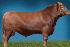 Raca: red angus (corte) rgd: hbb 108773